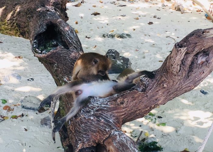 Monkey beach Phi Phi islands