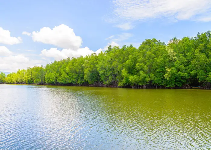 Mangrove forest Phang Nga Bay James Bond Islands private speedboat trip Krabi Sea Eagle Tour